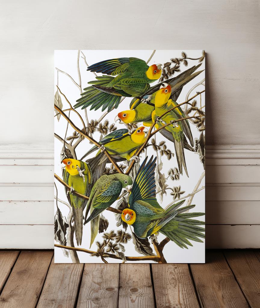 Plakat papugi retro vintage plakaty