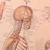 The Skeleton of The Body Structure Nervous System Poster Bar Home Decor Retro Kraft Paper Painting 42x29cm Wall Sticker