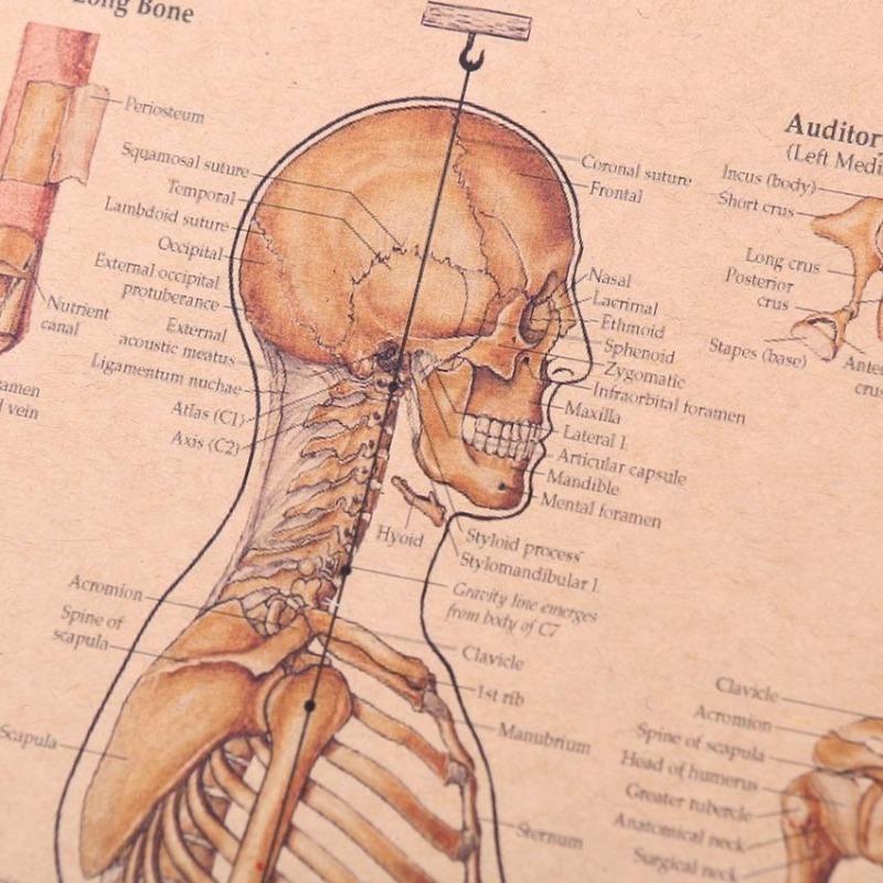 El Esqueleto de la Estructura del Cuerpo Sistema Nervioso Póster Bar Decoración del Hogar Retro Pintura Papel Kraft 42x29cm Adhesivo de Pared