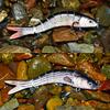 Balıkçılık Lures Swimbait Crankbait Yem Bas Alabalık Crappie Muskie Yayın Balığı Olta Gerçekçi Balık