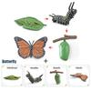Toys Model Educational Simulated Animal Card Set Insect Plant Growth Cycle Cognitive Montessori Parish Home Open Learning Kids
