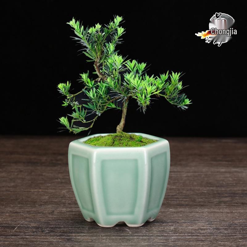 Ceramic Purple Clay Succulent Bonsai Pot - High-End Glazed Mini Flower Pot 
