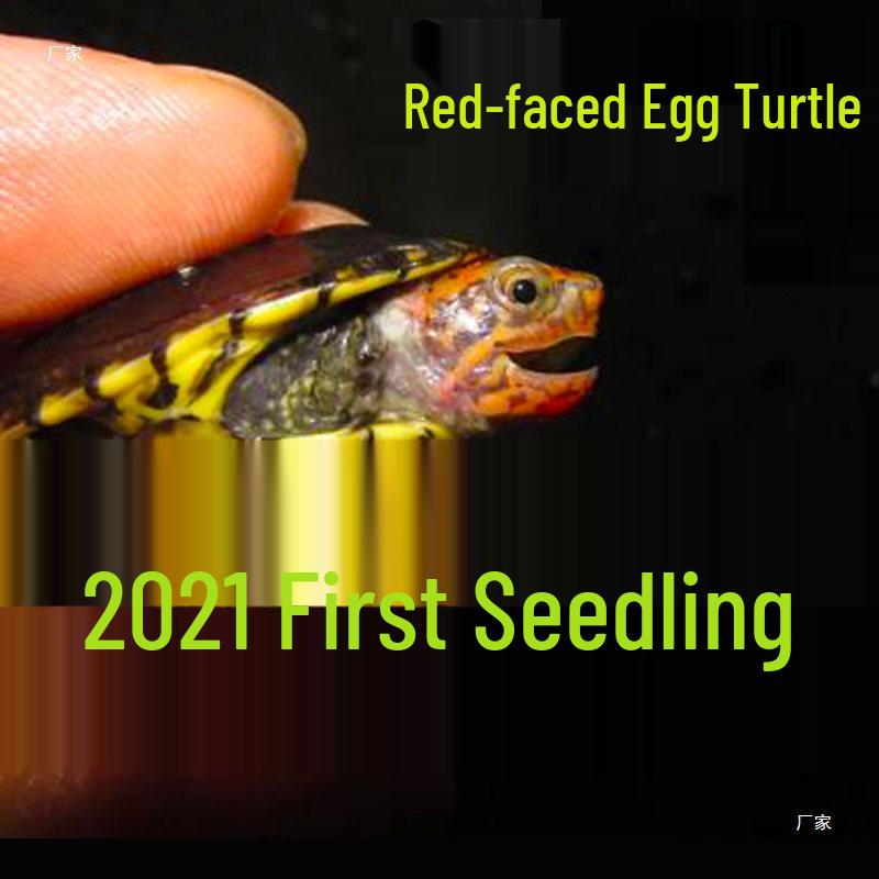 Red-faced Egg Turtle Collection: Live Red-faced Egg Turtle, Razor Musk, Fruit Pit Helmet, White-lipped Eastern None