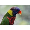 Sony (SONY) Standard Zoom Lens APS-C E 55-210mm F4.5-6.3 OSS Genuine Lens for Digital Single-lens...