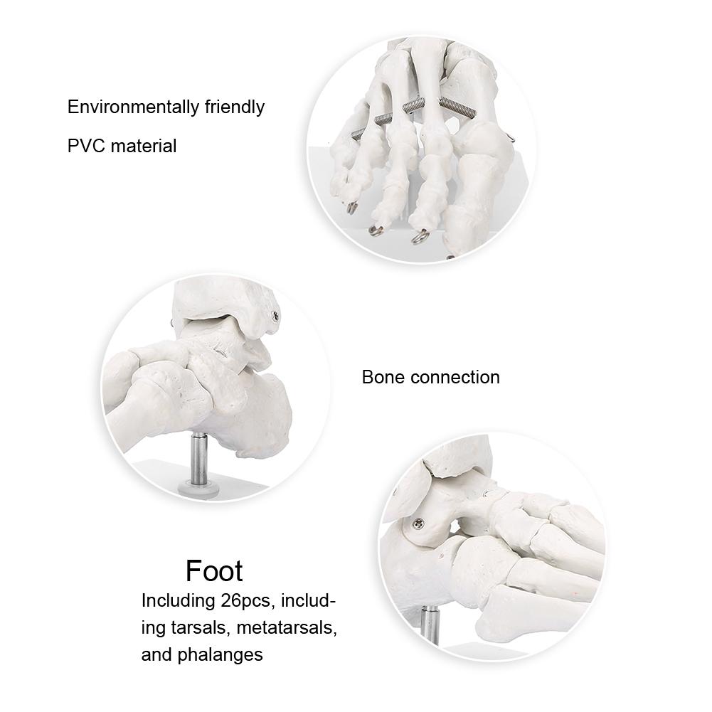 Model hlezenního kloubu chodidla Demonstrace Lidské chodidlo Výukový model s podstavcem