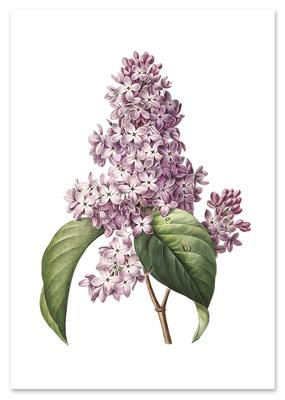 Lilac Flower Poster Vintage Posters