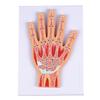 Interactive Layered Wrist Anatomy Model Wrist Joint Model For Enhances Learning In Medicals Institutions And Research