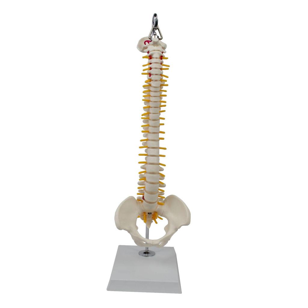 Medium Spine and Pelvis Skeleton Model for Orthopedic and Vertebrae Teaching