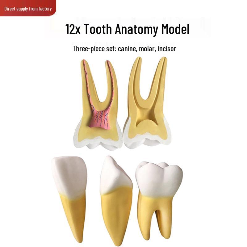 12x Human Tooth Anatomy Model: Detachable Pulp, Nerve, Incisor, Canine, Molar