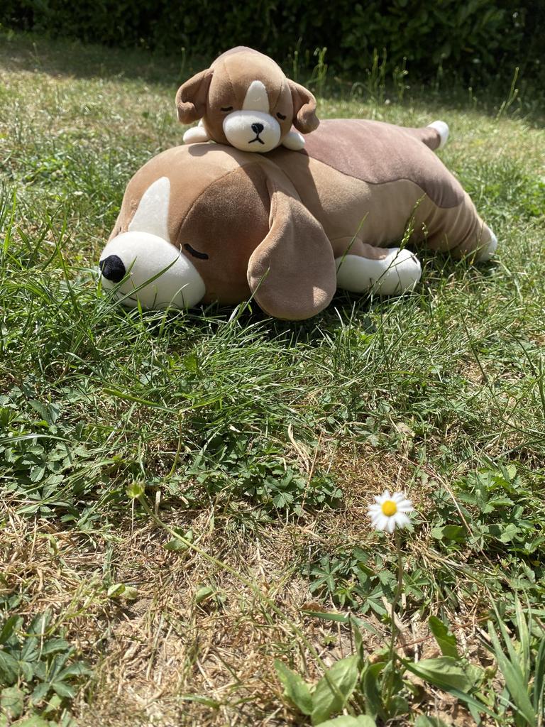 LIV HEART Premium Sleepy Animals Body Vicky the Medium Size Inches In Fluffy and Squishy Plush Body Gift Item Pillow, Beagle, (Approx. 21.2 (53 Cm)