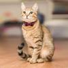 Lattice Collar Pet Bell Collar Bow Tie Cloth Cat Deduction Cat Dog Collar