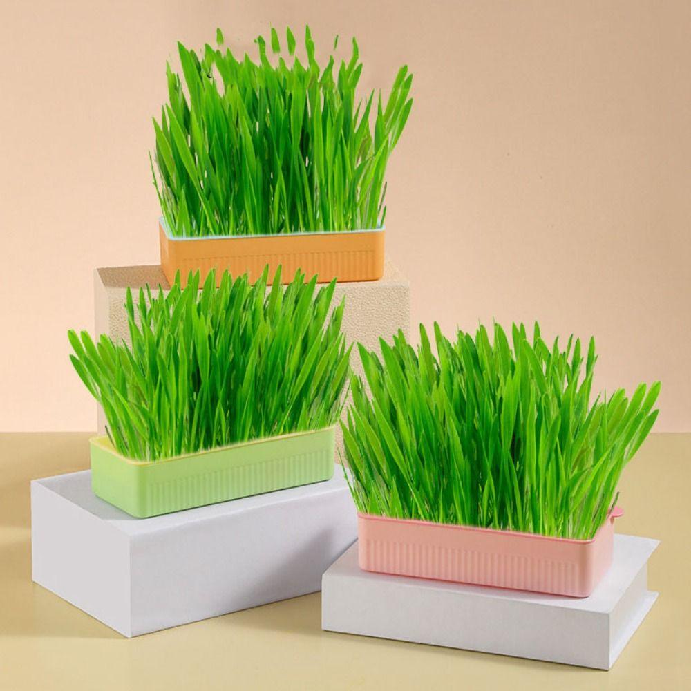 

3 Colors Pet Catgrass Plastic Cat Grass Planting Box Cat Mint Planting Kitten