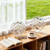 1 Set Transparent Sea Shell Display Cabinet Acrylic Shell Shape Storage Box Mini Beach Stone Decorative Storage Frame