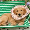 Anti Biting Pet Protective Cone Collar Cartoon Pattern Anti-licking Collar  Neck Recovery