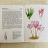 [USED] Foreign books, old books, Czech botanical encyclopedias, bulbous plants, tuberous plants, tulip cover