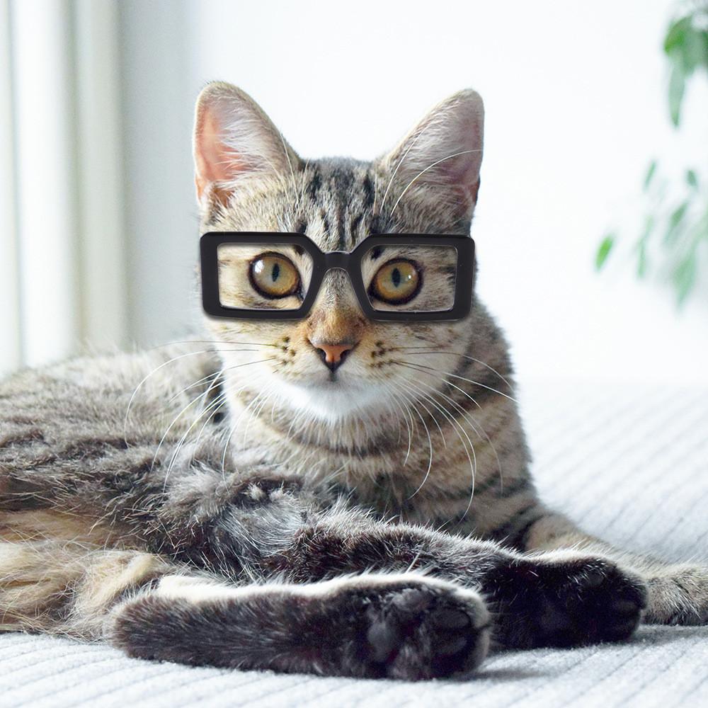 Stylish Transparent Dog Glasses For Pets In Multiple Colors Ideal For Fun Dress Up