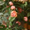 Simulated Flower Realistic Rose Long-lasting Hanging Artificial Faux Silk Flower Home Wedding Decor