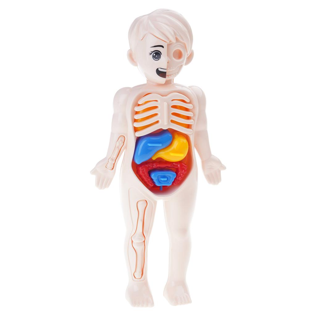 Kids Human Body Organ Assembly Science Learning Toy Hands On Anatomy Exploration STEM Educational Activity For Preschool