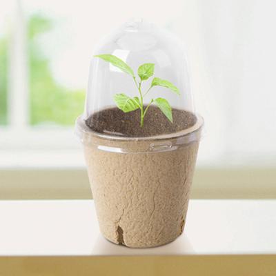 10Pcs Seedling Cup Seed Starter Transparent Lid Greenhouse Breeding Box Biodegradable Plant Growing Cup Versatile for Gardening