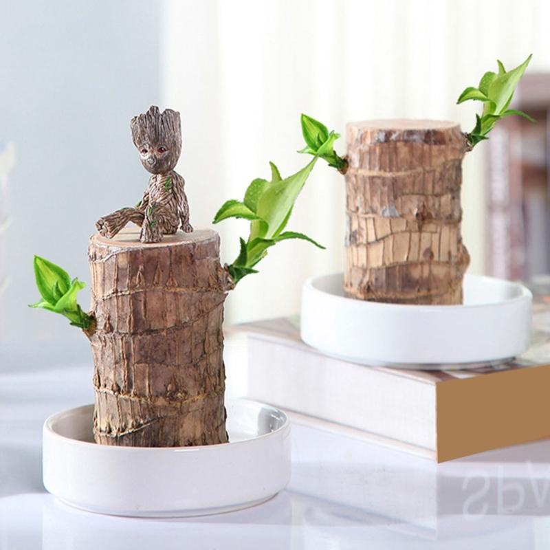Brazilian Lucky Tree Water Culture Indoor Air Purifier Desk Planter Ceramic White Pot Meditations Decors