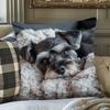 1pc Pillowcase, Mini Sausage Dog Relaxation Theme Pillow Cover, 45.72*45.72cm, Soft Smooth Polyester Short Plush Fabric, Single-Sided Printed Pattern,