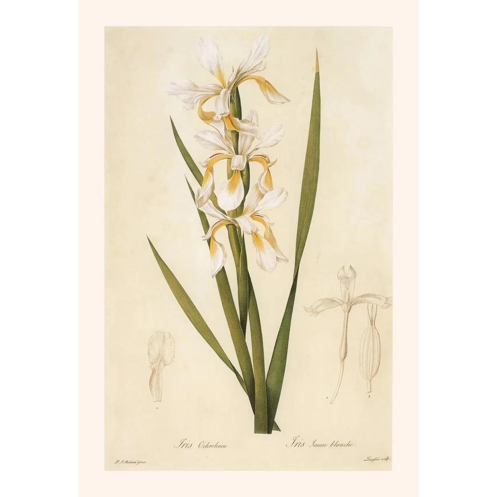 Pósters y Grabados Botánicos Vintage Color Melocotón Lirio de Barbados Crinum Pintura sobre Lienzo Arte de Pared Imagen para Decoración de Habitación Oficina