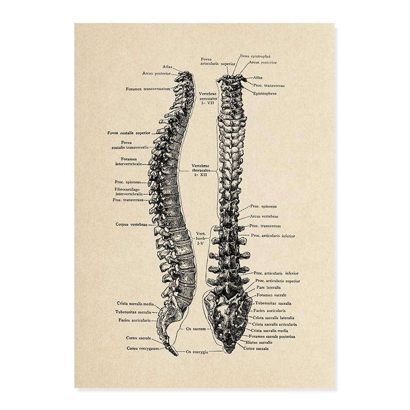 

Винтажный медицинский плакат, человеческий скелет, анатомия, череп, клиника, настенная живопись, холст, картина, печать, фотографии для образования, декор для больницы 30x40cm No Frame