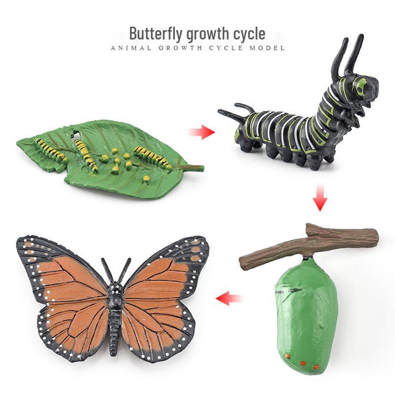 Animal Growth Cycle Models: Chicken, Duck, Goose, Butterfly, Turtle, Frog Montessori Teaching Figurines