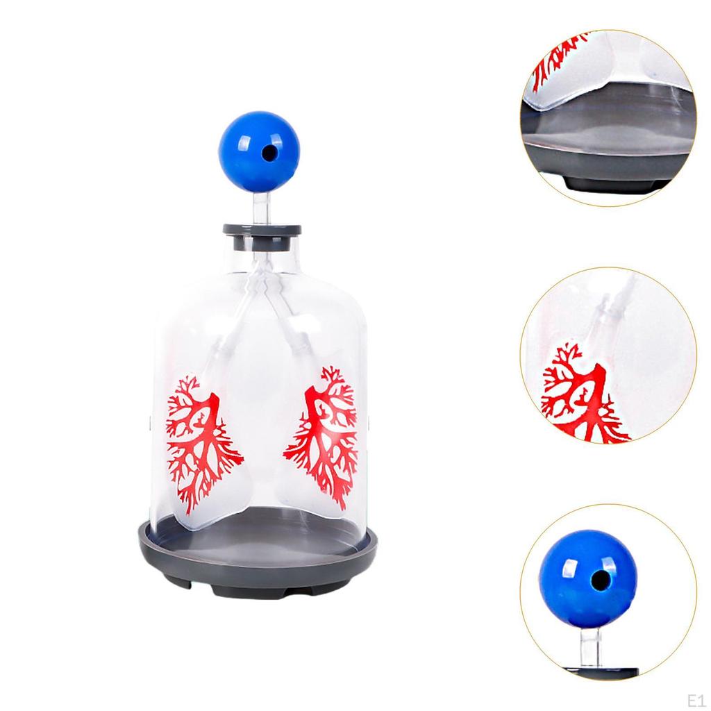 Kids Teaching Lung Demonstration Model Aid DIY Experiment Science Learning Educational Toy