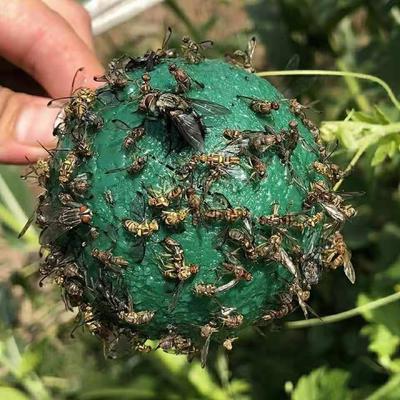 Drosophila Lure Ball, pułapka na muchy owocowe, lepka kula na owady, mucha owocowa z igieł cytrusowych, żółto-zielona kula na komary, pułapka na owady