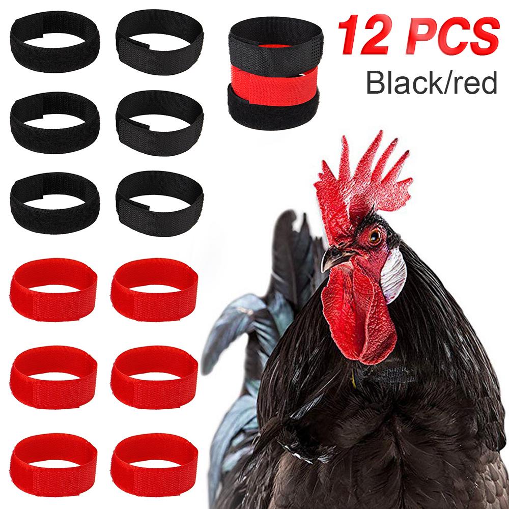 Buy PDTO Anti Crow Collar for Roosters Cockerel No Crow Noise Free Neck