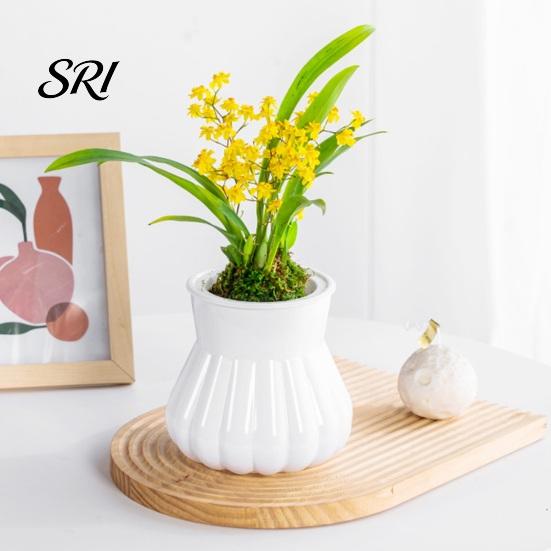 Lazy Gardener Flowerpot Self-watering with Self-absorbing Cotton Rope Creative Plastic Plant Pot Indoor Vertical Grain Glass Planter Inner Cup