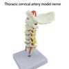 Anatomical Cervical Vertebrae Model Featuring Arteries Nerves Vertebral Discs Medicals Training Tool