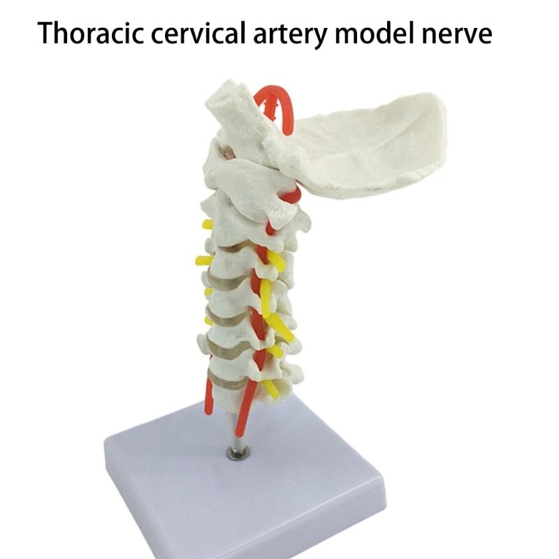 Anatomical Cervical Vertebrae Model Featuring Arteries Nerves Vertebral Discs Medicals Training Tool