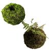 Mosbold Blomsterpotte, Naturlig Grøn Bonsai Planteholder, Dekorativ Mosbold Planteholder til Hjem, Have, Bryllupsfest Dekoration