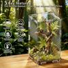 Acrylic Jumping Spider Enclosure Buckle Lock Reptile Habitat New Spider House  Small Pet Supplies
