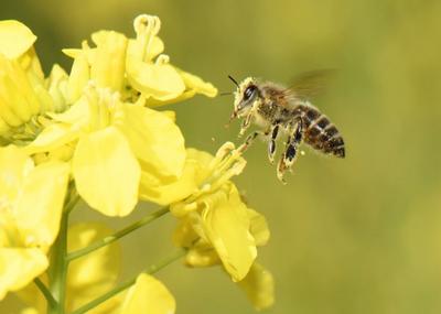 750 Semi di colza - sovescio di piante vegetali - semi contadini riproducibili - SemiWild