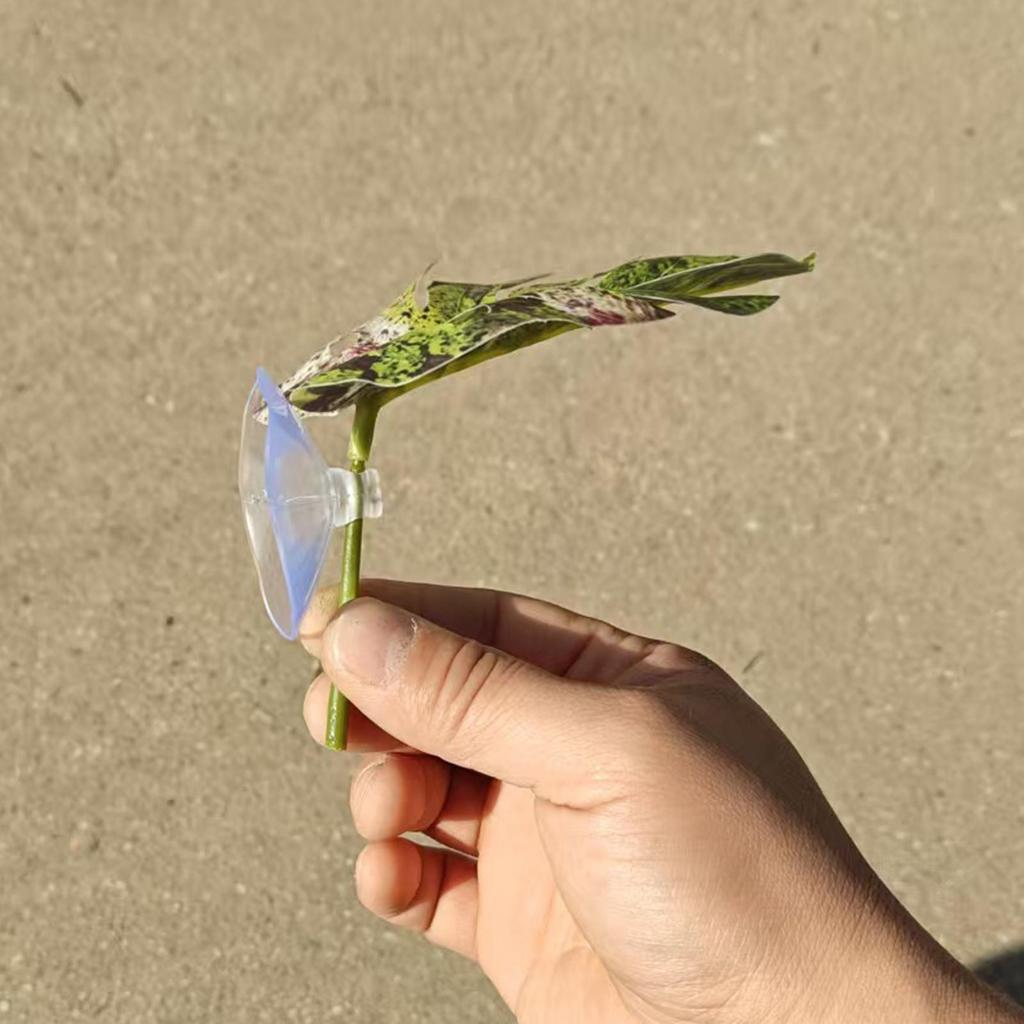 Jumping Spider Plants Simulated Pets Supplies With Suction Cup Spider Jumping House Decor For Greenhouse Terrarium Snake Carpet