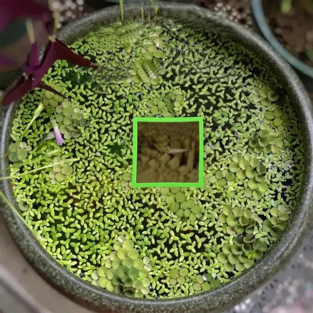 5/10Pcs Round/Square Aquarium Floating Plant Corral Floating Plant Holder  Fish Tank