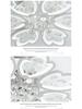 2025 Modern Crystal Flower Ceiling Light Fixture for Living Room, Wall, Restaurant, Study