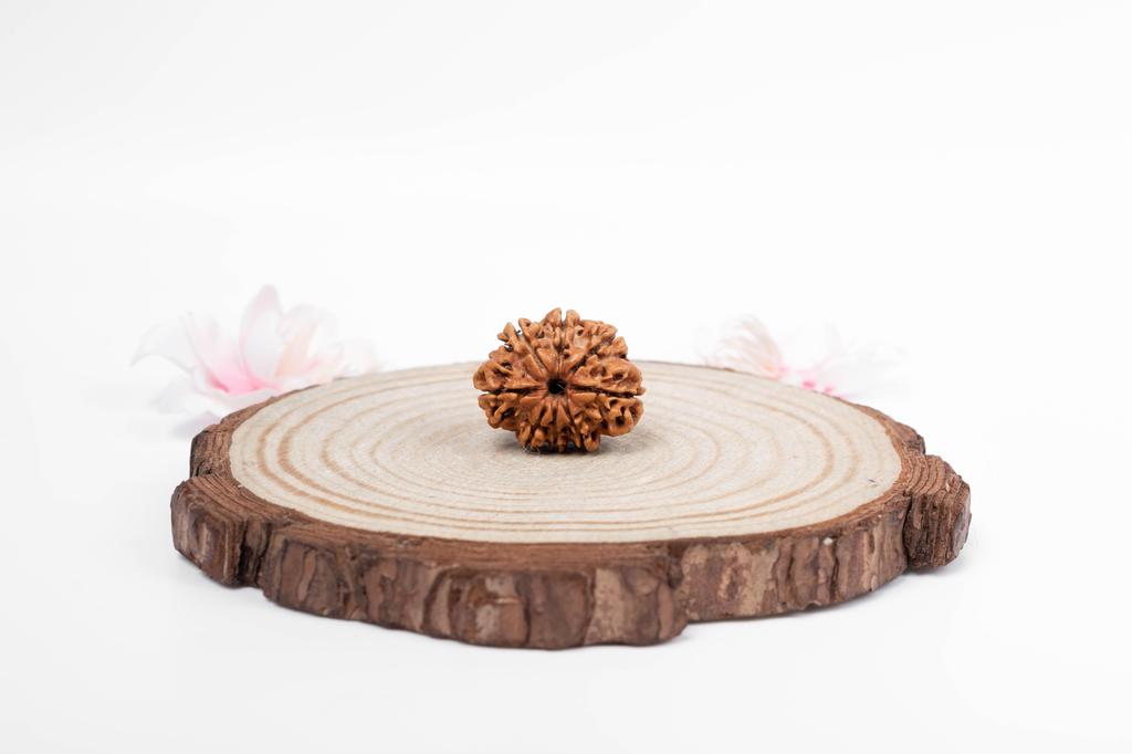 Natural 8 Mukhi Rudraksha Bead – Nepali Origin | Spiritual Bead for Obstacles Removal, Success & Protection | Organic & Lab Certified