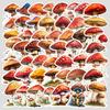 50 Watercolor Mushroom Doodle Stickers: Waterproof Decorative and Creative Fungi Stickers for Phone, Computer, and Stationery