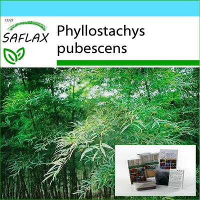 Geschenkset – Moso-Bambus – 20 Samen – mit Geschenkbox, Karte, Etikett und Blumenerde – Phyllostachys pubescens