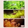 3 Color Modes Mini Clip-on Aquarium Lamp Waterproof Plants Grow Lamp  Aquarium Accessories
