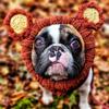 Soft Rabbit Ear Dog Hat Dinosaur/Brown Bear Knitted Puppy Cap Halloween Knitted Pet Hat  Halloween