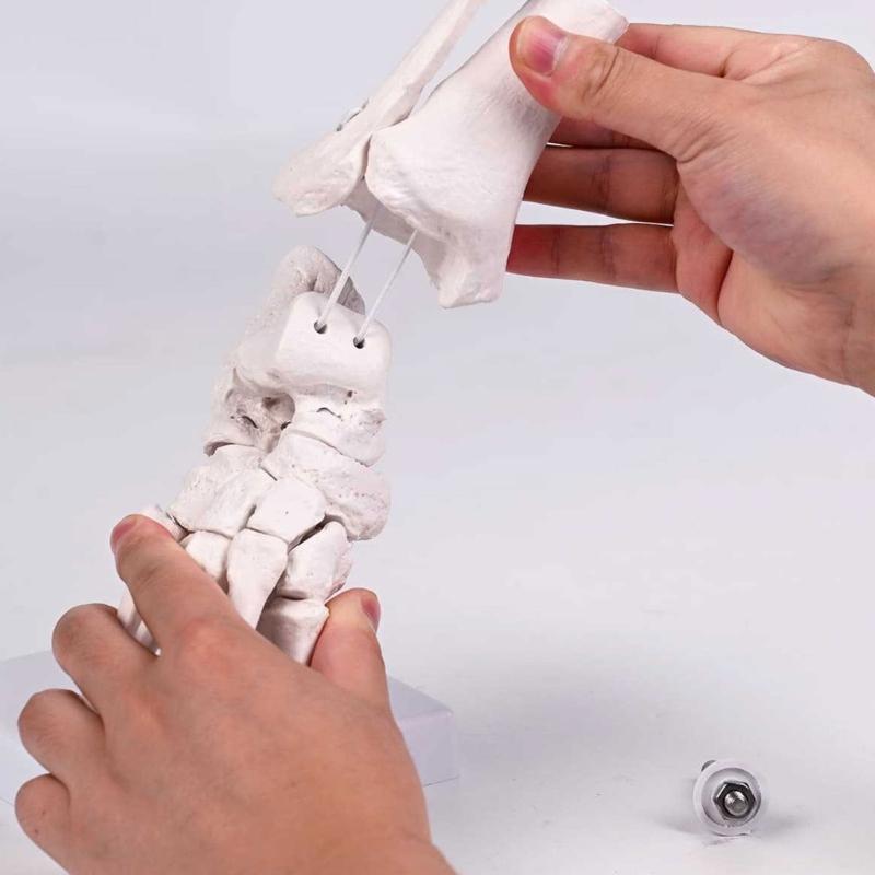 PVC Human Foot Skeleton Model For Anatomy Teaching Learning With Accurate Bone Structure Representation In Classrooms