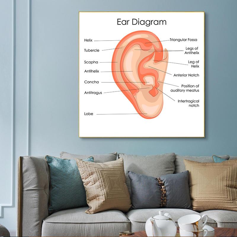 Human Organs Brain Liver Heart Anatomy Poster Print Canvas Painting Human Body Map Medical Classroom Office Room Home Decoration
