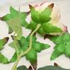 50pcs Realistic Simulation Rose Green Leaf Decoration Rose Holder Accessories - Perfectly for Home and Party Decoration