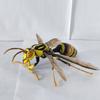Original  Simulation Insect Realistic Wasp Myrmecia Bulldog Ant Premium Lifelike Collect Model Toys Gifts