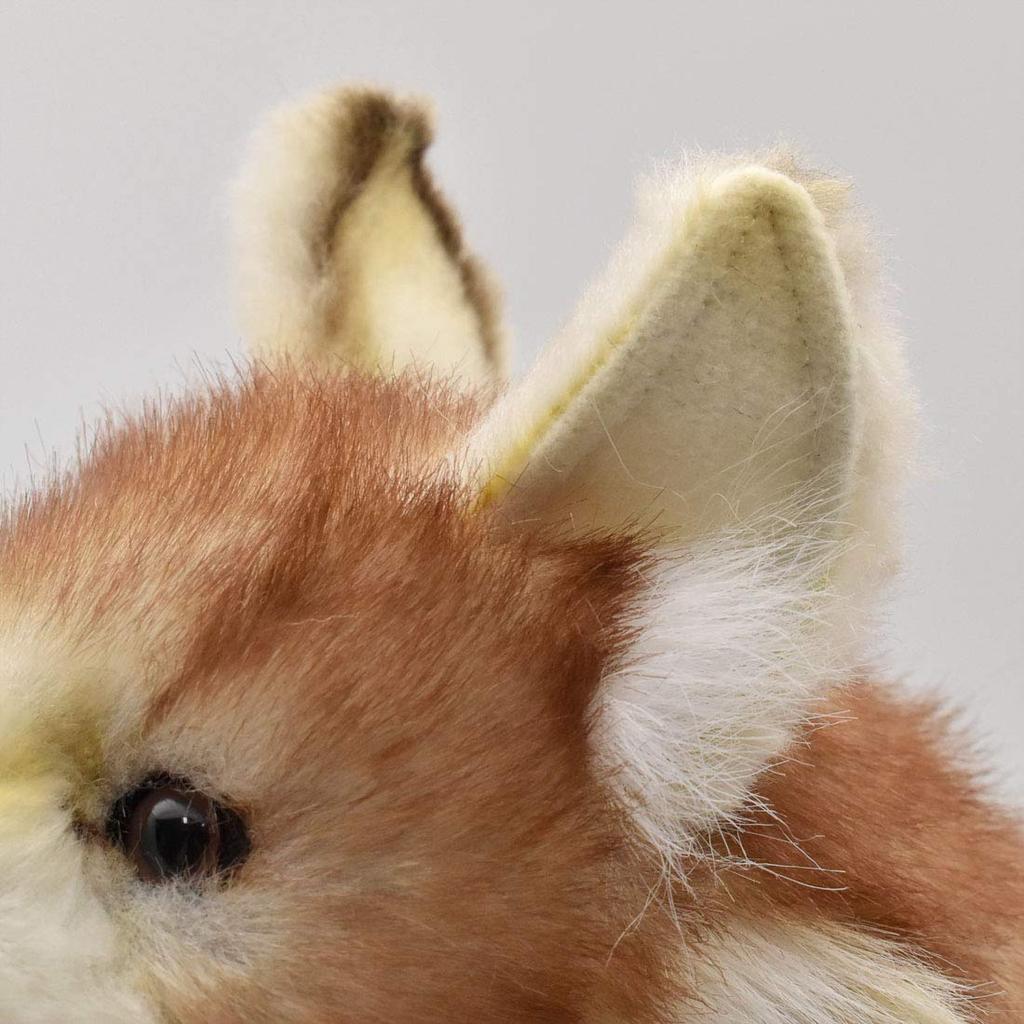 BH5207 HANSA Coyote 35